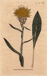 Centauree má pastelové listy se žlutým chlupatým květem. Orientální. Dřevěná listová centaurea se žlutými nadýchanými květy. Rodák z východu. Centaurea glastifolia. Ručně kolorovaná mědirytina z botanické ilustrace Sydenhama Edwardse z Williama od Sydenham Teast Edwards