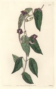 Ceropegia elegantní, původem z Indie - Silná voda od S. Wattse z ilustrace Sarah Anne Drake (1803-1857), z Botanického rejstříku od Sydenham Teast Edwards