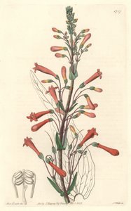 Chelone (nebo Galane) má listy kozlíku lékařského, původem z Kalifornie - silná voda S. Watts z ilustrace Sarah Anne Drake (1803-1857), z botanického registru od Sydenham Teast Edwards