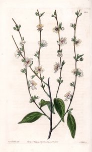 Cherry tree - Gravírovaná deska od S. Wattse, z ilustrace Sarah Anne Drake (1803-1857), z Botanického registru Sydenham Edwards (1768-1819), Anglie od Sydenham Teast Edwards