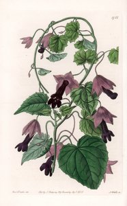 Čínský klobouk - talíř vyrytý S. Wattsem, z ilustrace Sarah Anne Drake (1803-1857), z Botanického registru Sydenham Edwards (1768-1819), Anglie od Sydenham Teast Edwards