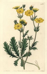 Mochna dressee - Mochna zubatá, Potentilla laciniosa. Ručně kolorovaná mědirytina S. Wattse podle ilustrace M. Harta z Sydenham Edwards