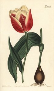 Claramond tulipán, Tulipa suaveolens var. latifolia. Ručně kolorovaná mědirytina od Weddella podle botanické ilustrace Sydenhama Edwardse z Botanical Magazine Williama Curtise, Samuel Curtis, Londýn od Sydenham Teast Edwards