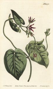 Mléko popínavé, Matelea obliqua (cynanchum virginský, Cynanchum discolor). Ručně kolorovaná mědirytina F. Sansom Jr. podle ilustrace Sydenhama Edwardse z William Curtis