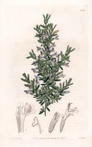 Clinopodium Variete - Talíř vyrytý S. Wattsem, z ilustrace Sarah Anne Drake (1803-1857), z Botanického registru Sydenham Edwards (1768-1819), Anglie od Sydenham Teast Edwards