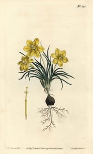 Hodina, Moraea fugacissima (galaxia úzkolistá, Galaxia graminea). Ručně kolorovaná mědirytina F. Sansom Jr. podle ilustrace Sydenhama Edwardse z William Curtis