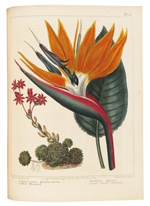 Pavučina Houseleek a Canna Leaved Strelitzia, 1806 od Sydenham Teast Edwards