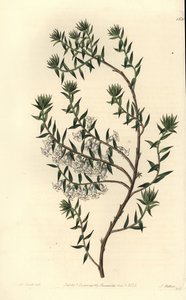 Vřesovec obecný, Epicris impressa (Epacris nivalis, Epicris nivalis). Ručně kolorovaná mědirytina od S. Wattse podle ilustrace slečny Sarah Drakeové z botanického registru Sydenhama Edwardse, Ridgeway, Londýn od Sydenham Teast Edwards
