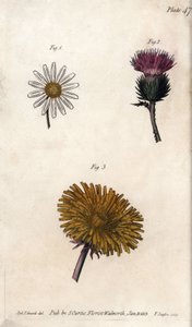 Složené květiny: prepacket, oslí bodlák (nebo nepravý akant onopordum) a pampeliška. Barevná mědirytina, ilustrace Sydenham Edwards (1768-1819) pro Conference of Botanical, Botanická zahrada Lambeth (Anglie) od Sydenham Teast Edwards