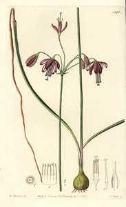 Korál z Mexika nebo kapka korálů - Korálové kapky, Bessera elegans (Pharium duté, Pharium fistulosum). Ručně kolorovaná mědirytina S. Wattse podle ilustrace Williama Herberta z Sydenham Edwards