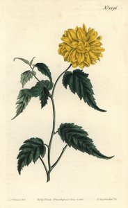 Corete du Japon - Japonská růže dvoukvětá, Kerria japonica (Dvoukvětá japonská corchorus, Corchorus japonicus var. flore pleno). Ručně kolorovaná mědirytina od F. Sansom Jr. podle ilustrace Sydenhama Edwardse z bot Williama Curtise od Sydenham Teast Edwards