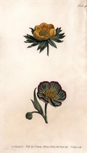 Corolla zimní eranth (nebo čemeřice nebo zimní oměj) a čemeřice fetide. Barevná mědirytina, ilustrace Sydenham Edwards (1768-1819) pro Conference of Botanical, Botanická zahrada Lambeth (Anglie) od Sydenham Teast Edwards