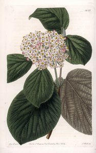 Cotton Viorne - rytá deska od S. Wattse, z ilustrace Sarah Anne Drake (1803-1857), z botanického registru Sydenham Edwards (1768-1819), Anglie od Sydenham Teast Edwards