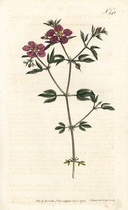 Kréta Fagonia - krétská fagonie, Fagonia cretica. Ručně kolorovaná mědirytina od Sansom podle ilustrace Sydenhama Edwardse rom Botanical Magazine Williama Curtise, Londýn od Sydenham Teast Edwards
