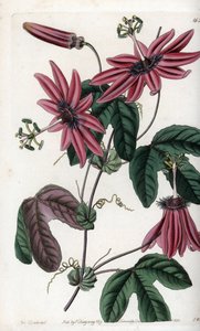 Crimson Passion - Talíř vyrytý S. Wattsem, z ilustrace Sarah Anne Drake (1803-1857), z Botanického registru Sydenham Edwards (1768-1819), Anglie od Sydenham Teast Edwards