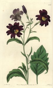 Curvy Salpiglossis - Malovaný jazyk, Salpiglossis sinuata (Salpiglossis tmavě fialová, Salpiglossis atropurpurea). Ručně kolorovaná mědirytina S. Wattse podle ilustrace M. Harta z Sydenham Edwards