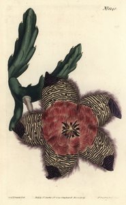 Polstrovaná stapelia, Stapelia pulvinata. Ručně kolorovaná mědirytina F. Sansom Jr. podle ilustrace Sydenhama Edwardse z William Curtis