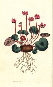 Cyclamen de Cos neboli Kavkaz - brambořík okrouhlolistý, Cyclamen coum. Ručně kolorovaná mědirytina podle botanické ilustrace Jamese Sowerbyho z The Botanical Magazine Williama Curtise, Lambeth Marsh, Londýn od Sydenham Teast Edwards