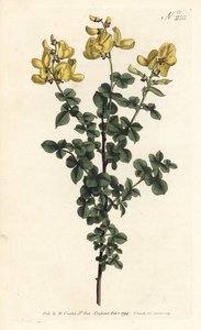 Cytisophyllum sessilifolium (Cytisus sessilifolius, Cytisus sessilifolius). Ručně kolorovaná mědirytina od Sansom podle ilustrace Sydenhama Edwardse z William Curtis