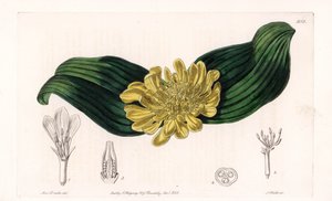 Daubenya Variete - Talíř vyrytý S. Wattsem, z ilustrace Sarah Anne Drake (1803-1857), z Botanického registru Sydenham Edwards (1768-1819), Anglie od Sydenham Teast Edwards