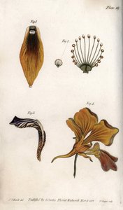 Podrobný popis stonku a koruny fritillary. Barevná mědirytina, ilustrace Sydenham Edwards (1768-1819) pro Conference of Botanical, Botanická zahrada Lambeth (Anglie) od Sydenham Teast Edwards