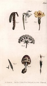 Různé kalichy: primerose, snow pierce, lískový ořech, cike, tráva, houba a mech. Barevná mědirytina, ilustrace Sydenham Edwards (1768-1819) pro Conference of Botanical, Botanická zahrada Lambeth (Anglie) od Sydenham Teast Edwards