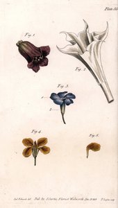 Různé corolles: belladonna, stramoine durman, velký brčál a giroflee zdí. Barevná mědirytina, ilustrace Sydenham Edwards (1768-1819) pro Conference of Botanical, Botanická zahrada Lambeth (Anglie) od Sydenham Teast Edwards