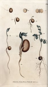 Různé kroky klíčení semene hrachu a fazole obecného. Barevná mědirytina, ilustrace Sydenham Edwards (1768-1819) pro Conference of Botanical, Botanická zahrada Lambeth (Anglie) od Sydenham Teast Edwards