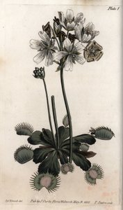 Dionee chytí mouchu nebo vlčí past. Barevná mědirytina, ilustrace Sydenham Edwards (1768-1819) pro Conference of Botanical, Botanická zahrada Lambeth (Anglie) od Sydenham Teast Edwards