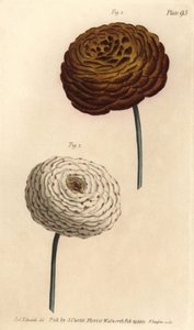 Dvojité odrůdy pryskyřníku, pryskyřník perský, pryskyřník asijský. Ručně kolorovaná mědirytina F. Sansoma botanické ilustrace Sydenhama Edwardse pro přednášky Williama Curtise o botanice, které byly dodány v Botanické zahradě v Lambeth od Sydenham Teast Edwards