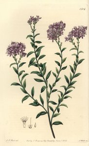 Selago Dr. Gilla, Selago gillii. Ručně kolorovaná mědirytina S. Wattse podle ilustrace J.T. Hart z botanického registru Sydenhama Edwardse, Ridgeway, Londýn od Sydenham Teast Edwards