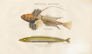 Dragonet a Sand Lance od Sydenham Teast Edwards