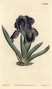 Kosatec trpasličí - Kosatec x binata (Purpurově modrá vlajka trpaslíků, Iris pumila var. violacea). Ručně kolorovaná mědirytina od F. Sansom Jr. podle ilustrace Sydenhama Edwardse z William Curtis