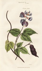 Egyptský hyacint fazolový od Sydenham Teast Edwards