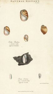 Elastická bula, Bulla resiliens a bledá nebo válcovitá bula, Bulla pallida. Ručně kolorovaná mědirytina podle Sydenhama Edwardse z John Mason Good