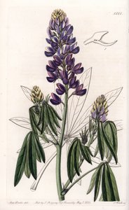 Elegantní Lupin nebo Lupin z Mexika - vyryl S. Watts, z ilustrace Sarah Anne Drake (1803-1857), z Botanického registru Sydenham Edwards (1768-1819), Anglie od Sydenham Teast Edwards