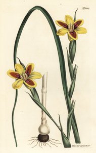 Elegantní moraea, Moraea elegans (Moraea spicata). Ručně kolorovaná mědirytina F. Sansom Jr. podle ilustrace Sydenhama Edwardse z William Curtis