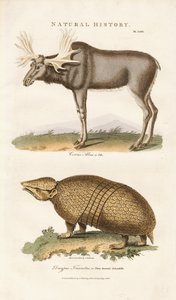 Los a pásovec třípásý od Sydenham Teast Edwards