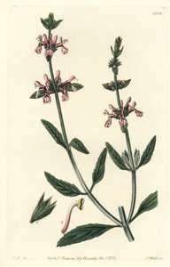 Epiary - Stachys bělostopkatý, Stachys albicaulis. Ručně kolorovaná mědirytina S. Wattse podle ilustrace Johna Lindleyho z Sydenham Edwards