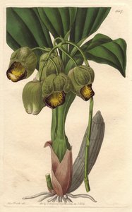 Epifytická orchidej, světle žluté catasetum, původem z Brazílie - Water forte od S. Wattse z ilustrace Sarah Anne Drake (1803-1857), z Botanického rejstříku od Sydenham Teast Edwards