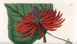 Erythrina variete, tropický strom s červenými květy - vyryl S. Watts, z ilustrace Sarah Anne Drake (1803-1857), z Botanického registru Sydenham Edwards (1768-1819), Anglie od Sydenham Teast Edwards