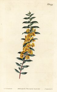 Eutaxia myrtifolia (Dillwynia křížatá, Dillwynia obovata). Ručně kolorovaná mědirytina F. Sansom Jr. podle ilustrace Sydenhama Edwardse z William Curtis