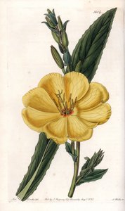 Pupalka s velkými květy - Gravírovaná deska od S.Watts, z ilustrace Sarah Anne Drake (1803-1857), z Botanického registru Sydenham Edwards (1768-1819), Anglie od Sydenham Teast Edwards