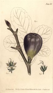 Fík, Ficus carica, Trioecia s hermafroditem, samčí 2 a samičí 3 květy rostoucí odděleně. Ručně kolorovaná mědirytina F. Sansoma z botanické ilustrace Sydenhama Edwardse pro přednášky Williama Curtise o botanice, jak byly dodány v Bota od Sydenham Teast Edwards