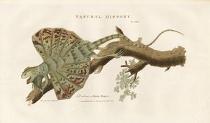 Létající drak na větvi od Sydenham Teast Edwards