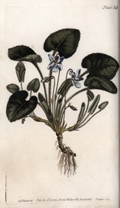 Voňavá fialka. Barevná mědirytina, ilustrace Sydenham Edwards (1768-1819) pro Conference of Botanical, Botanická zahrada Lambeth (Anglie) od Sydenham Teast Edwards