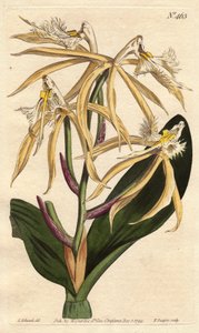 Třásněný epidendrum orchideje s bílým a světle žlutým květem. Americký a karibský původ. Okrajová orchidej se světle žlutými a bílými květy. Pochází z Ameriky a Západní Indie. Epidendrum ciliare. Ručně kolorovaná mědirytina z od Sydenham Teast Edwards