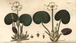 Žába, Hydrocharis morsus-ranae, Dioecia, samičí rostlina 1,4, samčí rostlina 2,3. Ručně kolorovaná mědirytina F. Sansoma z botanické ilustrace Sydenhama Edwardse pro přednášky Williama Curtise o botanice dodané v Botanické zahradě v Lamb od Sydenham Teast Edwards