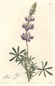 Garden Lupin, původem z Kalifornie - S. Watts Strong Water z ilustrace Sarah Anne Drake (1803-1857), z Botanického rejstříku od Sydenham Teast Edwards
