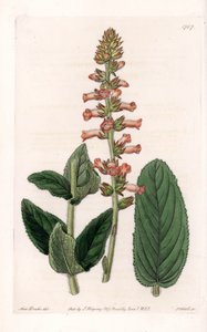 Genera Variete - Talíř vyrytý S. Wattsem, z ilustrace Sarah Anne Drake (1803-1857), z Botanického registru Sydenham Edwards (1768-1819), Anglie od Sydenham Teast Edwards